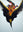 The Phoenix